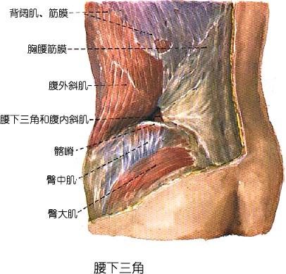 腰下三角 腰下三角