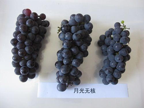 月光無核 月光無核