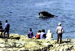 在 Hermanus 觀鯨，鯨魚近在咫尺