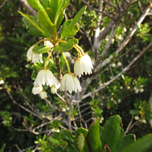 Crinodendron brasiliense