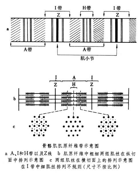 肌肉收縮