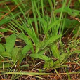 狹葉香茶菜 狹葉香茶菜