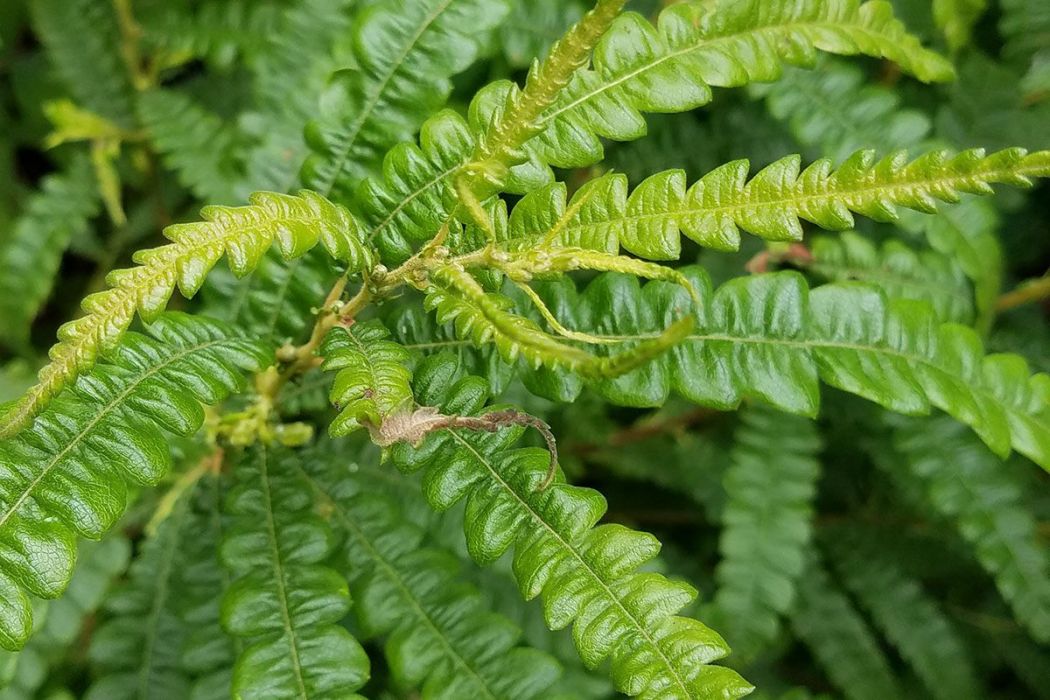 香蕨木