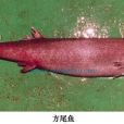 方尾魚 方尾魚