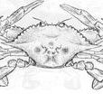 三疣梭子蟹(海螃蟹)