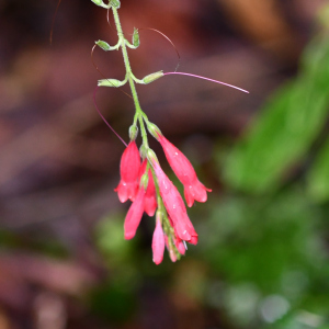 Odontonema fuchsioides