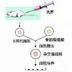 補體結合反應 補體結合反應