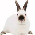 加利福尼亞兔(加利福尼亞兔-3)