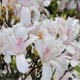 長鱗芽杜鵑(大屯杜鵑) 長鱗芽杜鵑(大屯杜鵑)