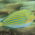 彩帶刺尾魚 彩帶刺尾魚