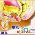 後尿道瓣膜 後尿道瓣膜