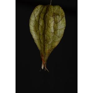 Physalis aggregata