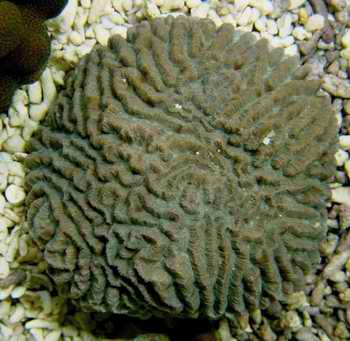 片腦紋珊瑚