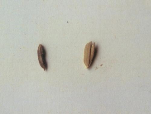 玉蟾岩遺址發現的世界最早的古栽培稻
