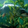 黑斑頸鰭魚 黑斑頸鰭魚