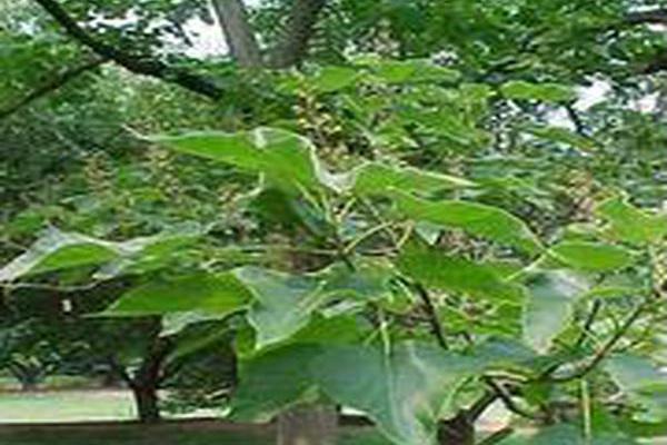 Paulownia tomentosa Paulownia tomentosa