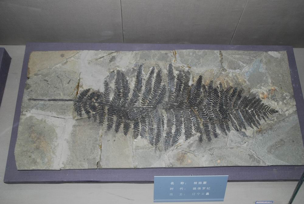 介殼類化石