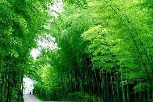 竹林公園 竹林公園