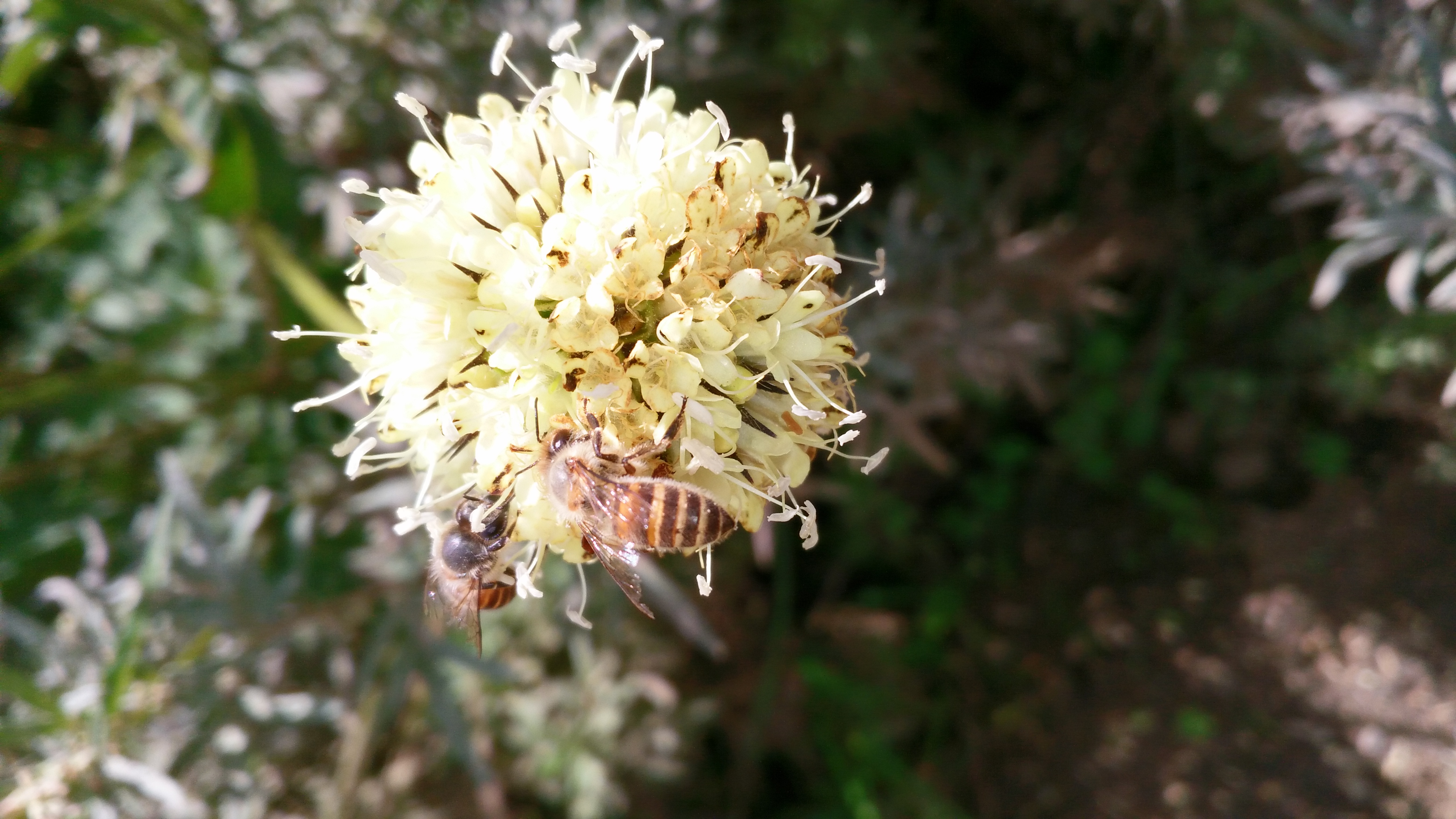 喜馬拉雅蜜蜂