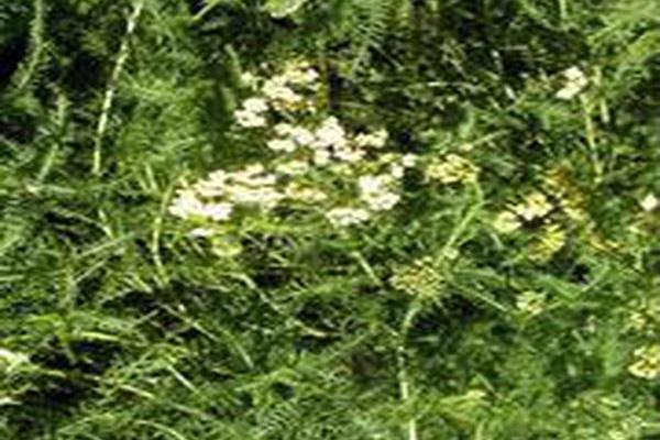 Achillea \x27Apfelblüte\x27 APPLEBLOSSOM