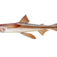 龍頭魚(水潺)