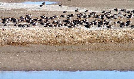 成群的野鴨在岸邊棲息