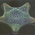 硅藻