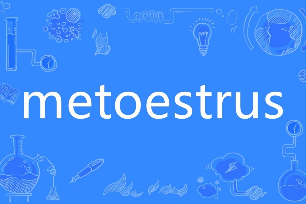 metoestrus metoestrus