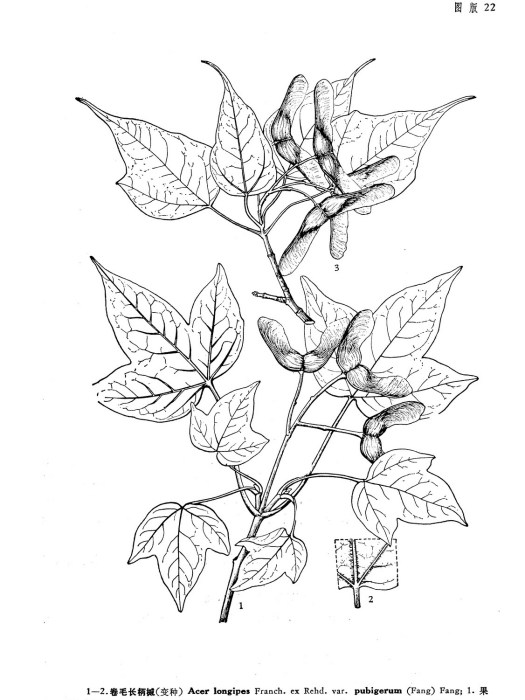 乳源槭 乳源槭