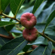 算盤子(葉下珠科算盤子屬植物) 算盤子(葉下珠科算盤子屬植物)
