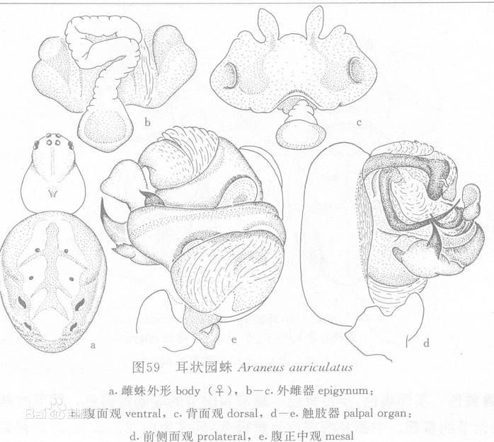 耳狀園蛛 耳狀園蛛