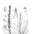 綠花玉鳳花 綠花玉鳳花