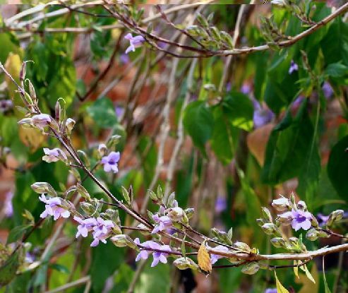 鰾冠花 鰾冠花