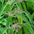 狹葉蕁麻(蕁麻屬多年生草本植物)