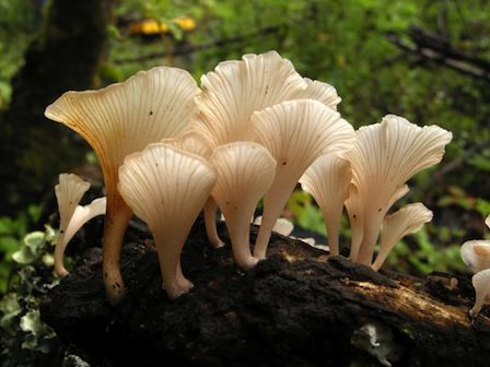 毒溝褶菌 毒溝褶菌