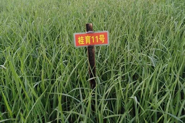 桂育11號 桂育11號