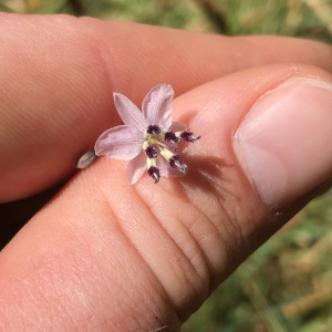 Arthropodium milleflorum
