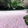 花瓣河 花瓣河