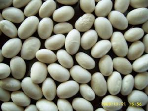 白芸豆