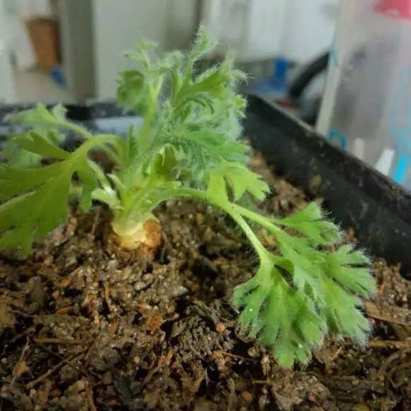 羽葉洋葵 羽葉洋葵