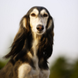 瞪羚獵犬 瞪羚獵犬