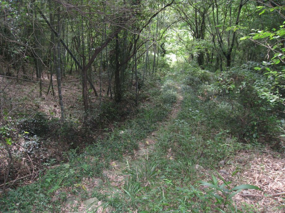 朱夾岙古道 朱夾岙古道