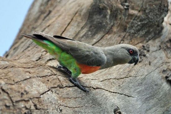 紅腹鸚鵡索馬里亞種