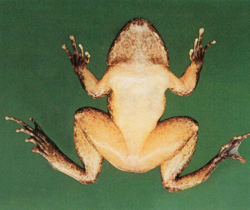 小棘蛙 (雌，色斑變異，香港，費梁)