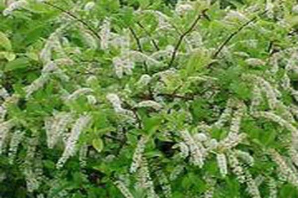 Itea virginica \x27Henry\x27s Garnet\x27 Itea virginica \x27Henry\x27s Garnet\x27