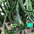 金剛纂(玉麒麟(大戟科植物)) 金剛纂(玉麒麟(大戟科植物))