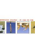 白線斑蚊 白線斑蚊
