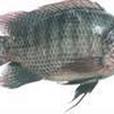 柳州羅非魚 柳州羅非魚