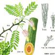 柏勒兒茶(柏勒兒茶) 柏勒兒茶(柏勒兒茶)