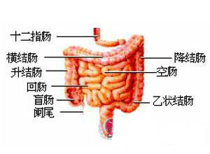 結腸生理結構
